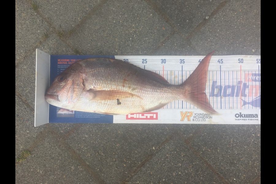 Graeme Duncan caught this 40.5cm Snapper at BOP during The Hirepool Baitmates Fishing Comp