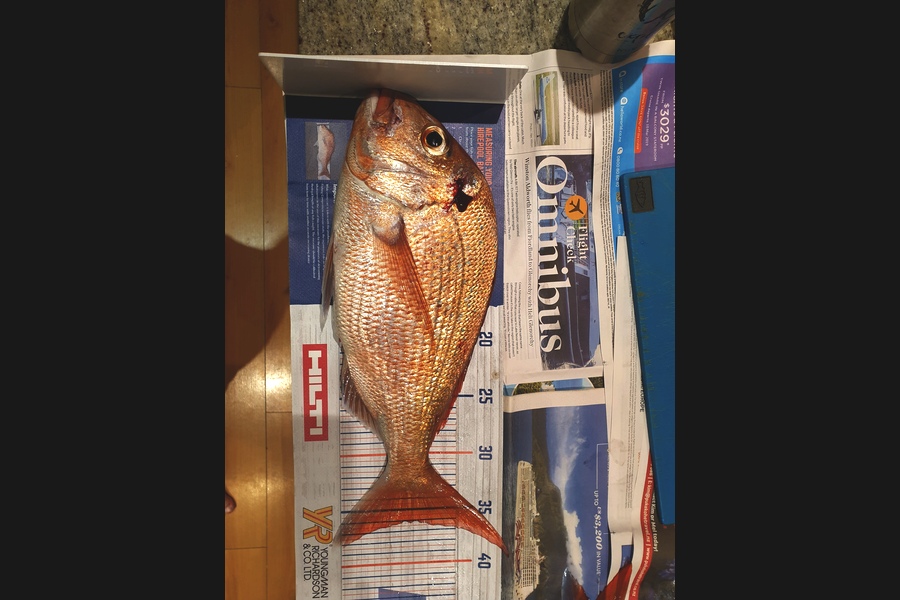 Peter Thorne caught this 36cm Snapper at Narrow Neck during The Hirepool Baitmates Fishing Comp