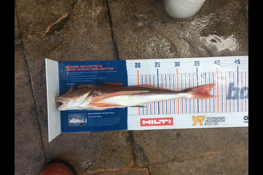 Dara Patrick caught this 37.5cm Gurnard at Ruapuke during The Hirepool Baitmates Fishing Comp