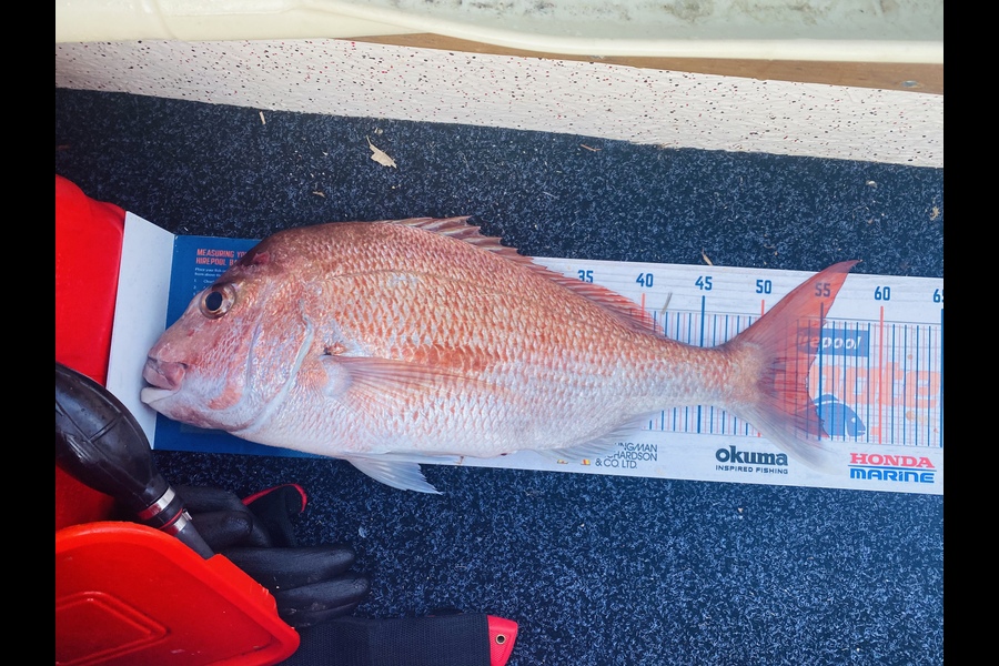 Logan Du Bray caught this 53.5cm Snapper at Hauraki Gulf during The Hirepool Baitmates Fishing Comp