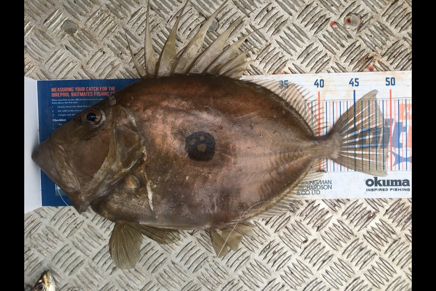 Stanley Miller caught this 50.0cm John Dory at Bream Bay during The Hirepool Baitmates Fishing Comp