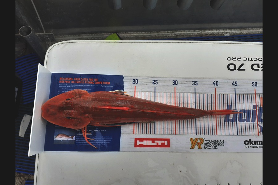 REECE TAWHARU caught this 43.0cm Gurnard at Foxton during The Hirepool Baitmates Fishing Comp