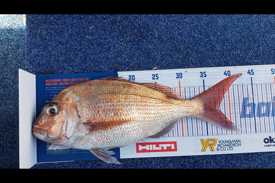 Glenn Lucas caught this 37.5cm Snapper at Kawau during The Hirepool Baitmates Fishing Comp
