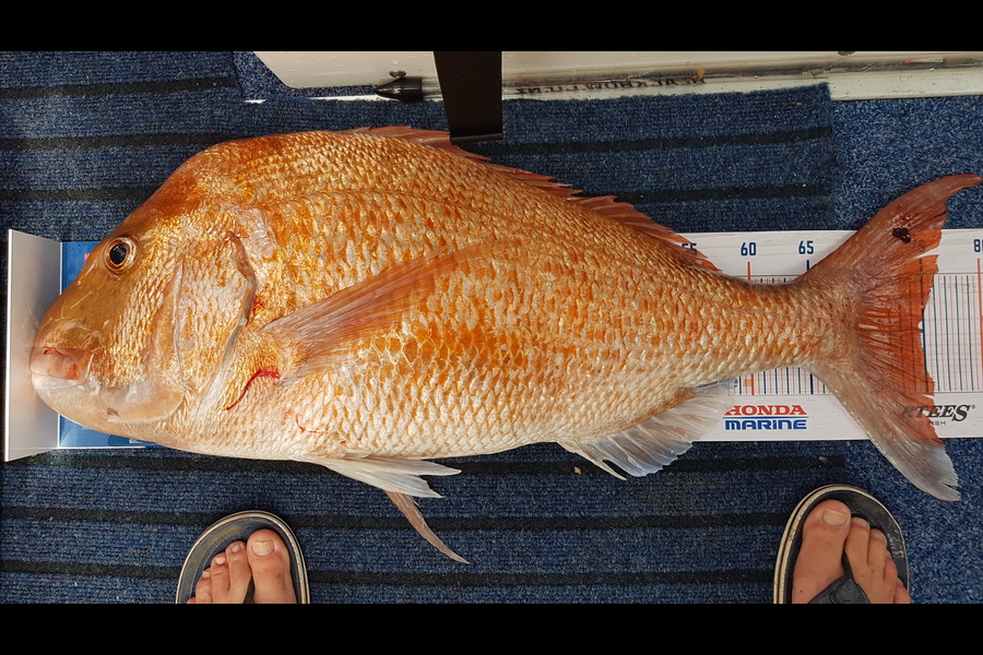 Glenn Lucas caught this 74.5cm Snapper at Kawau during The Hirepool Baitmates Fishing Comp