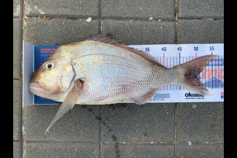 Mark Piskulic caught this 50.0cm Snapper at Far north during The Hirepool Baitmates Fishing Comp