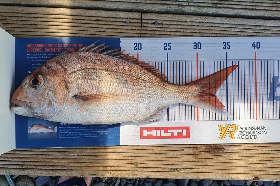 Mark White caught this 32.5cm Snapper at Firth of Thames  during The Hirepool Baitmates Fishing Comp