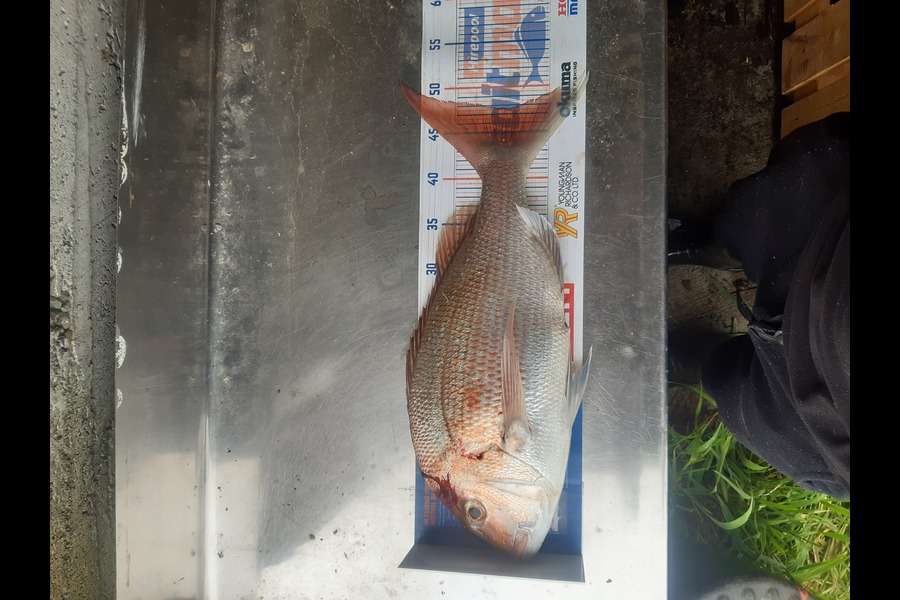 Bram Hendrix caught this 47.5cm Snapper at Cape egmont during The Hirepool Baitmates Fishing Comp