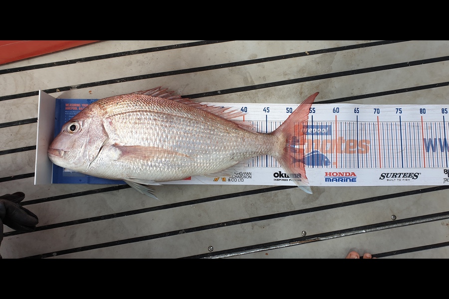 William Hau caught this 53.0cm Snapper at Bay Of Islands during The Hirepool Baitmates Fishing Comp
