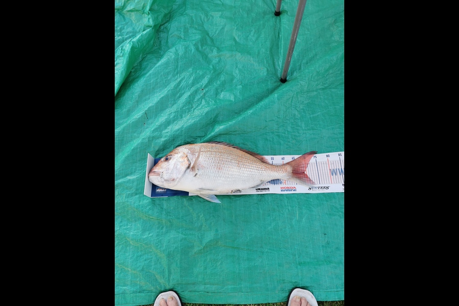 Chris Le Sueur caught this 69cm Snapper at Whakatane during The Hirepool Baitmates Fishing Comp
