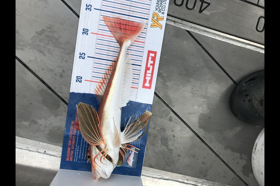 David Monagan caught this 34cm Gurnard at Pourerere  during The Hirepool Baitmates Fishing Comp