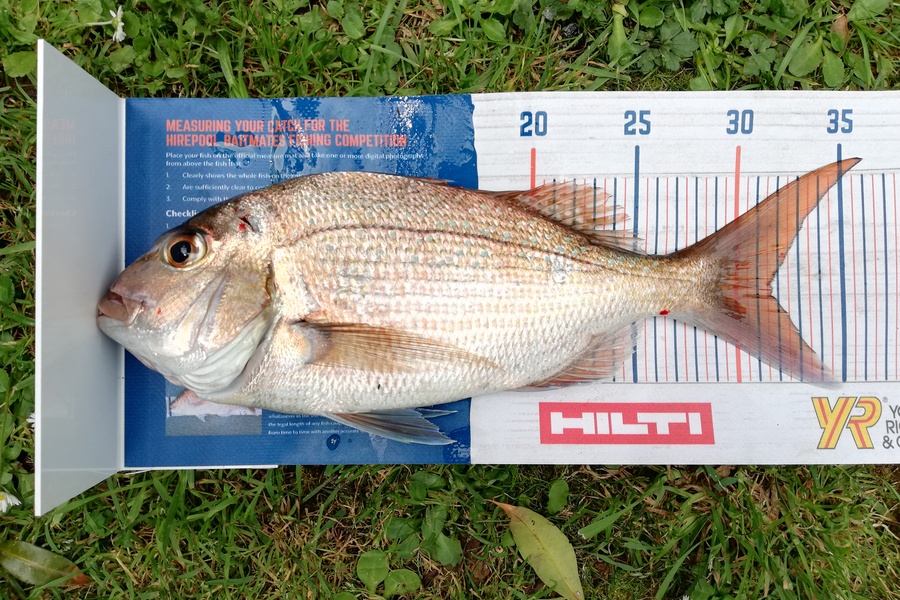Dennis McLeod caught this 31.5cm Snapper at Whitianga during The Hirepool Baitmates Fishing Comp
