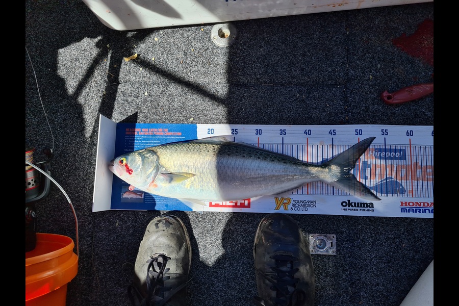 Graham Gillespie caught this 48cm Kahawai at Tasman bay during The Hirepool Baitmates Fishing Comp