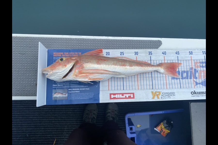 James Laird caught this 43.5cm Gurnard at Nelson  during The Hirepool Baitmates Fishing Comp