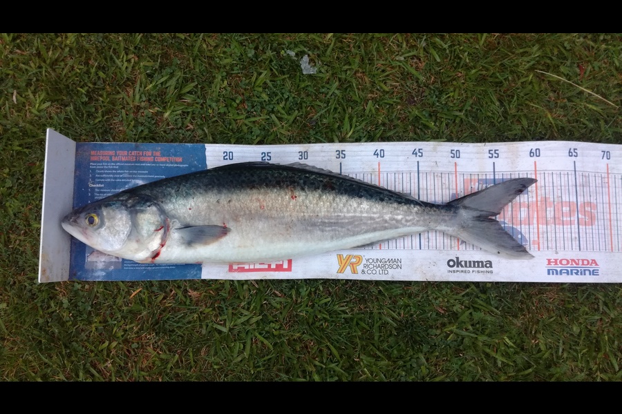 James Pike caught this 54cm Kahawai at Manu bay during The Hirepool Baitmates Fishing Comp