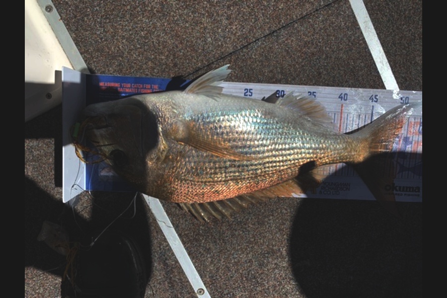 Alex Beech caught this 49cm Snapper at Thames  during The Hirepool Baitmates Fishing Comp