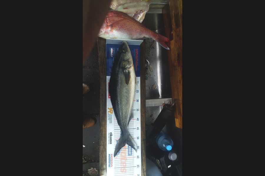 Steven King caught this 52.5cm Kahawai at Whangarei during The Hirepool Baitmates Fishing Comp