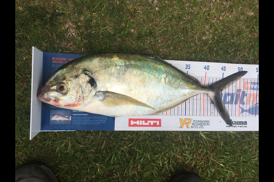 Carey Gordon caught this 44.5cm Trevally at Tauranga  during The Hirepool Baitmates Fishing Comp