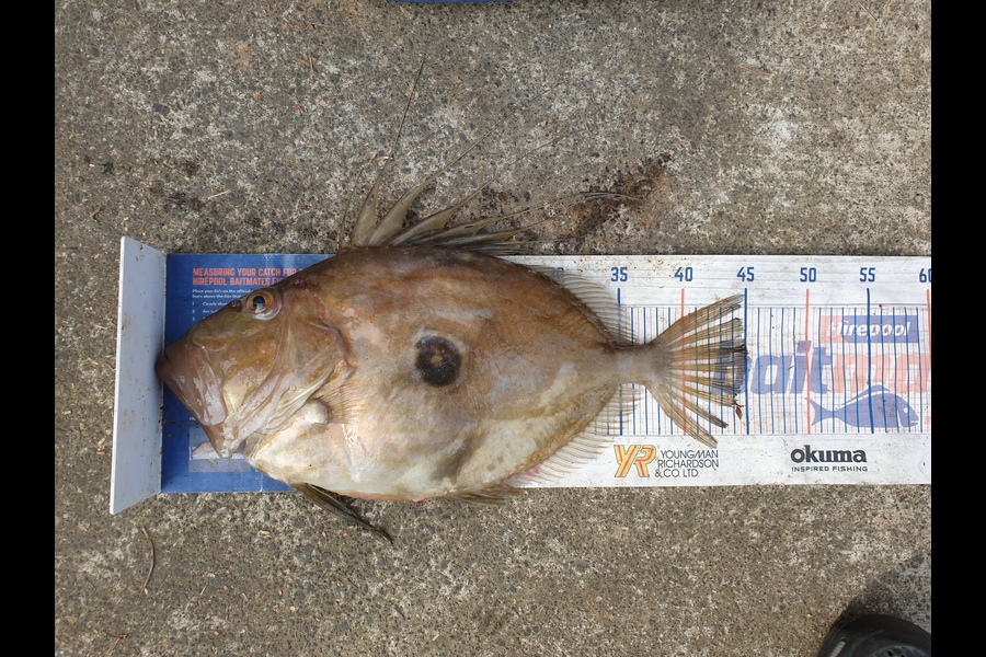 Tayler Flavell caught this 45cm John Dory at tiri during The Hirepool Baitmates Fishing Comp