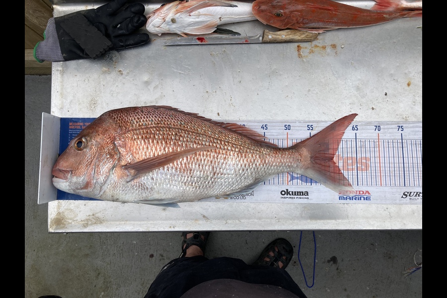 Deon Kumm caught this 59.5cm Snapper at New Plymouth  during The Hirepool Baitmates Fishing Comp
