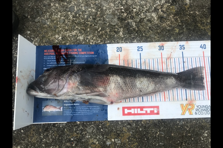 Peyton Mcdonald caught this 39cm Blue Cod at Wellington  during The Hirepool Baitmates Fishing Comp