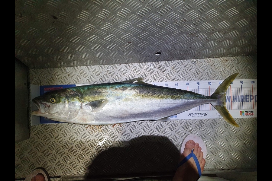 Peyton Mcdonald caught this 87.0cm Kingfish at Wellington  during The Hirepool Baitmates Fishing Comp