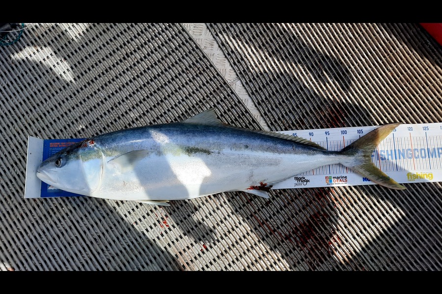 Clinton Emtage caught this 107.5cm Kingfish at Glinks gully during The Hirepool Baitmates Fishing Comp