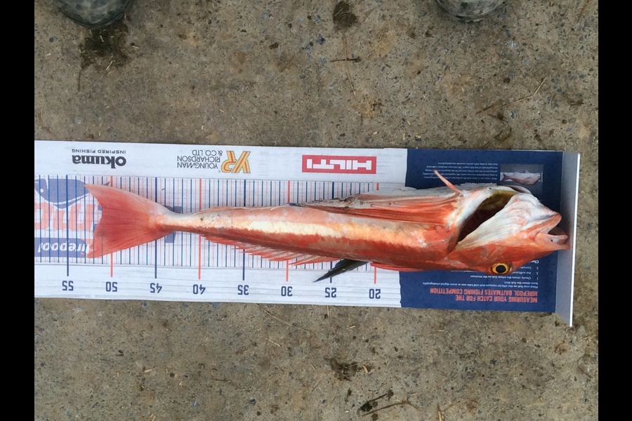Zoe Henderson caught this 51cm Gurnard at Mana  during The Hirepool Baitmates Fishing Comp