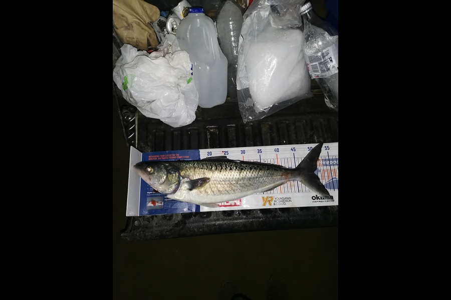 Andre Zowitzkey caught this 50cm Kahawai at 90mile  during The Hirepool Baitmates Fishing Comp