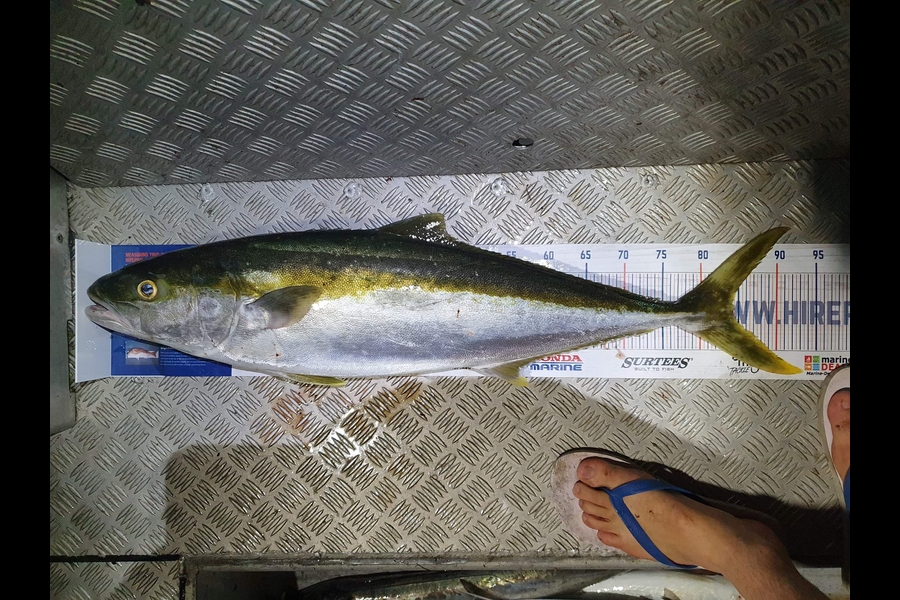 Mike Adgo caught this 84.5cm Kingfish at Mana during The Hirepool Baitmates Fishing Comp