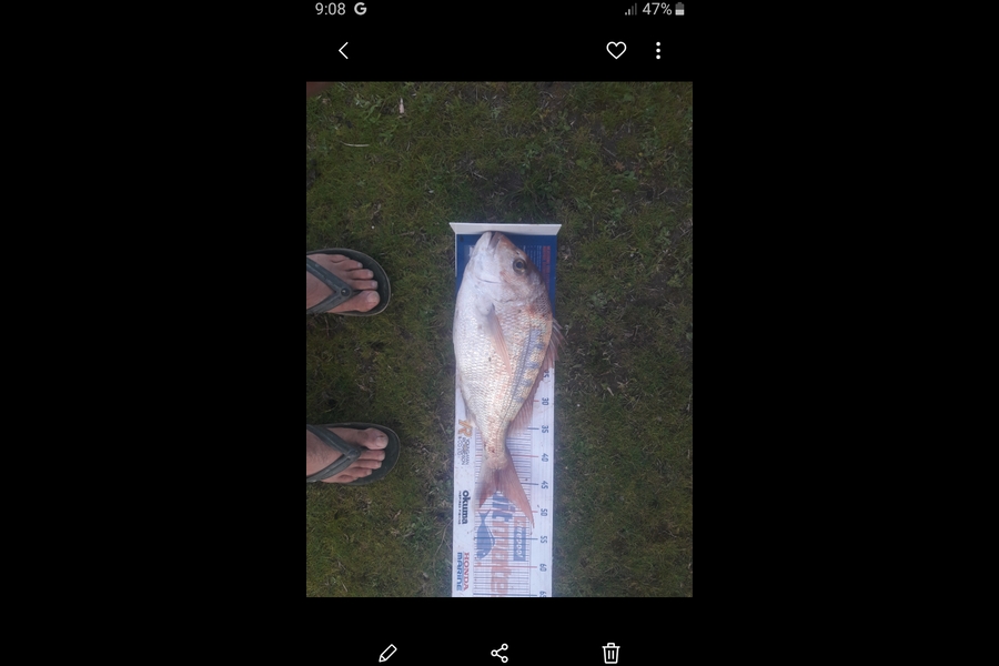 Clinton Emtage caught this 46cm Snapper at Glinks gully during The Hirepool Baitmates Fishing Comp