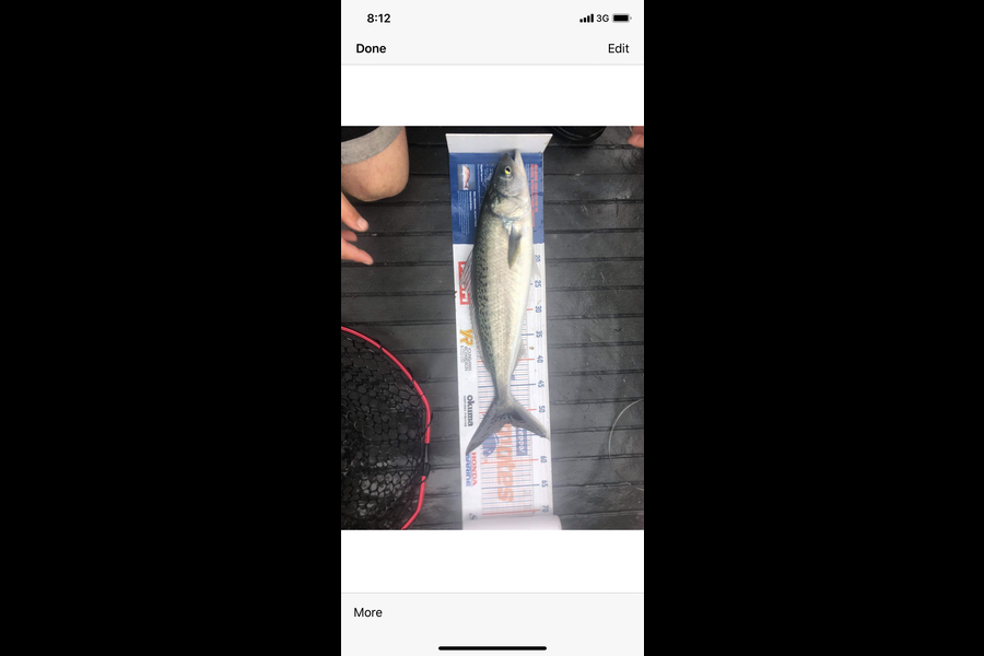 Sam Julian caught this 52cm Kahawai at Makara during The Hirepool Baitmates Fishing Comp