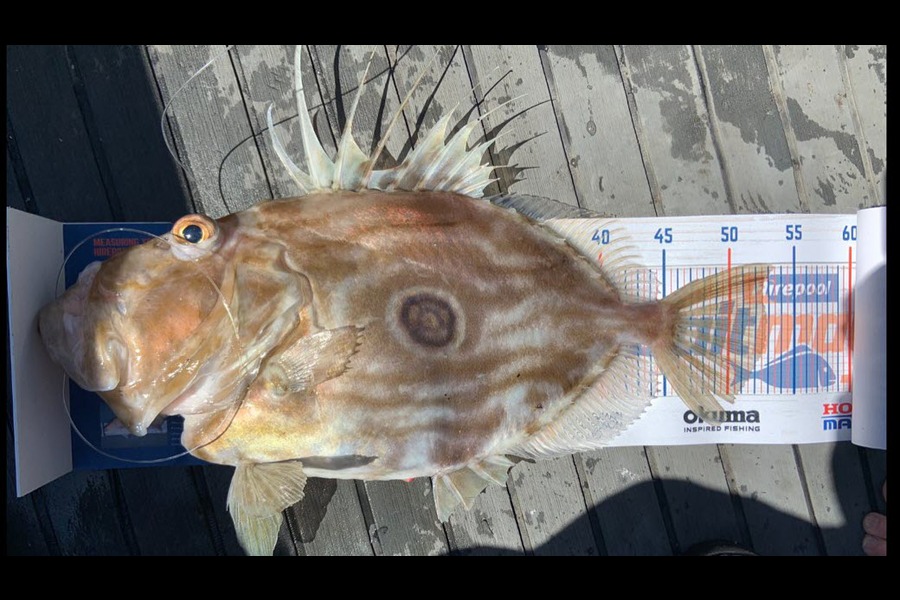 Sam Julian caught this 50cm John Dory at Makara  during The Hirepool Baitmates Fishing Comp