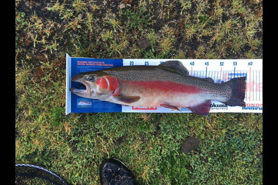 Michael Brown caught this 58cm Trout at Ruahihi during The Hirepool Baitmates Fishing Comp
