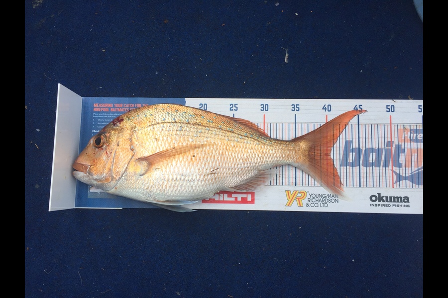 Carey Gordon caught this 40.5cm Snapper at Tauranga  during The Hirepool Baitmates Fishing Comp