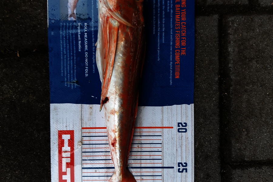 Amanda Stacey caught this 30.5cm Gurnard at Waikawau Thames during The Hirepool Baitmates Fishing Comp