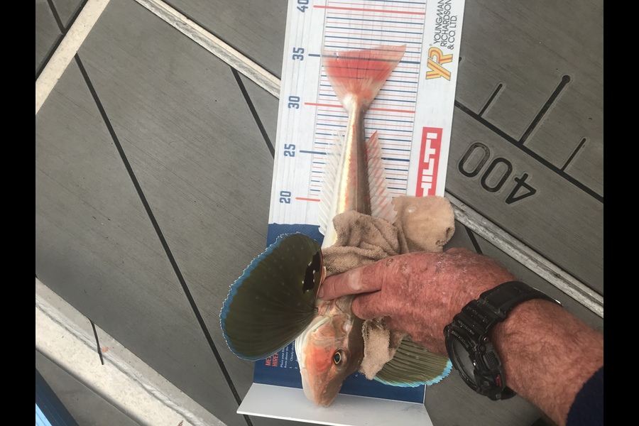 David Monagan caught this 34.5cm Gurnard at Pourerere  during The Hirepool Baitmates Fishing Comp