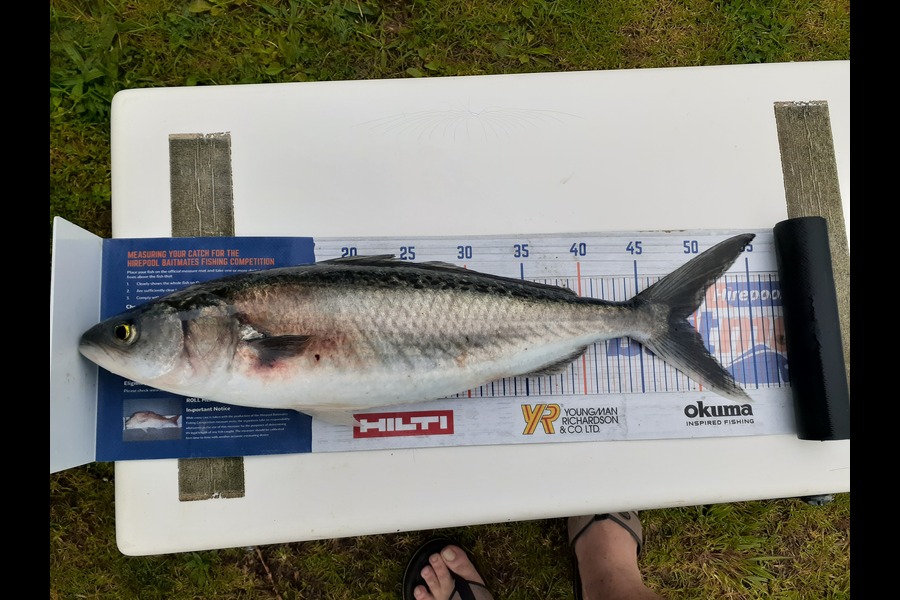 Mathew Goodall caught this 49cm Kahawai at Raglan  during The Hirepool Baitmates Fishing Comp