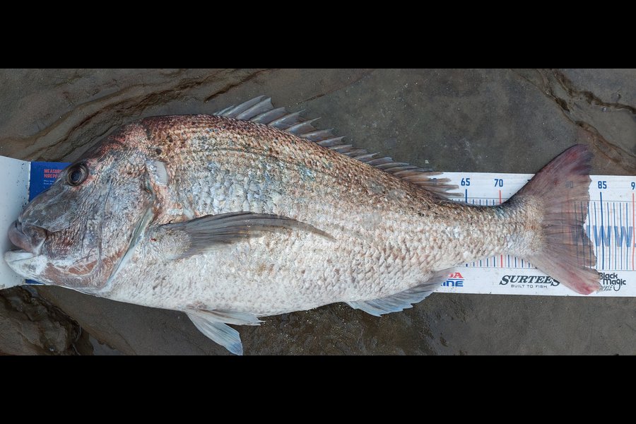 Troy Rae-Royle caught this 82cm Snapper at Whangaparaoa  during The Hirepool Baitmates Fishing Comp
