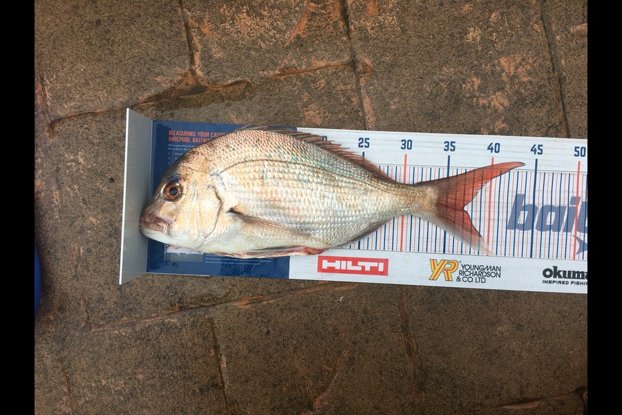 Dara Patrick caught this 37.0cm Snapper at Raglan during The Hirepool Baitmates Fishing Comp