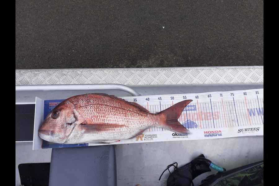 Nick Schwarzer caught this 51cm Snapper at Whakatane  during The Hirepool Baitmates Fishing Comp