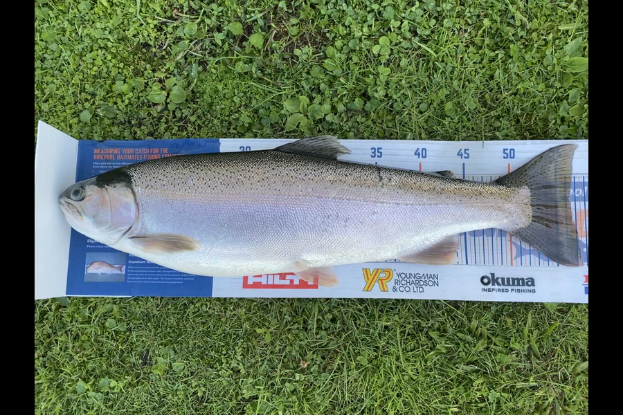 Ian Pedersen caught this 56.5cm Trout at BOP during The Hirepool Baitmates Fishing Comp