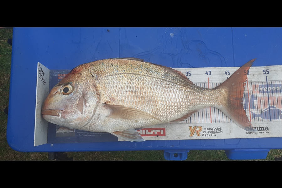 Shane Reynolds caught this 48.0cm Snapper at green marker.whangarei harbour during The Hirepool Baitmates Fishing Comp