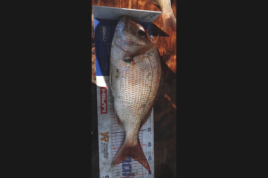 Shane Reynolds caught this 43.5cm Snapper at green marker.whangarei harbour during The Hirepool Baitmates Fishing Comp