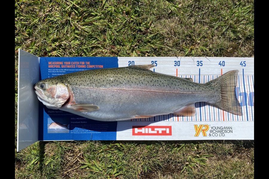 Ian Pedersen caught this 43.0cm Trout at BOP during The Hirepool Baitmates Fishing Comp