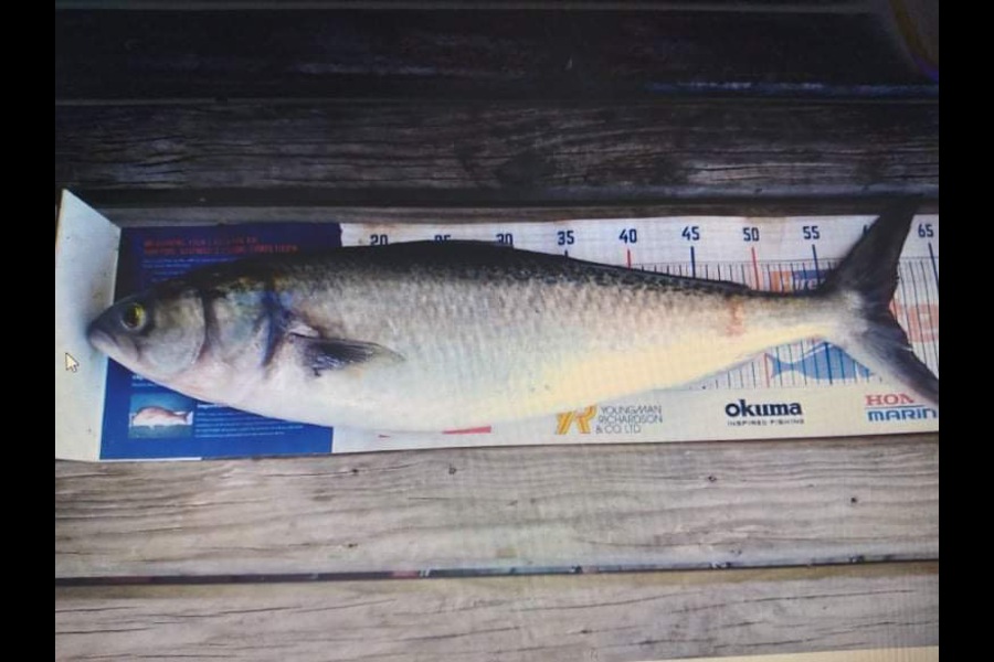 Geoff Preston caught this 60.5cm Kahawai at Mokau during The Hirepool Baitmates Fishing Comp