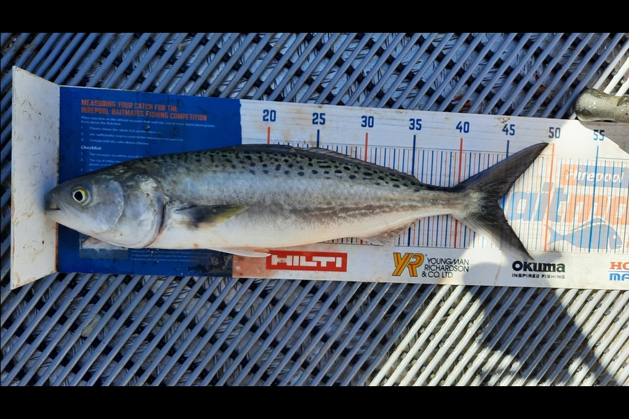 Jayden Emtage caught this 44.5cm Kahawai at Kaipara harbour during The Hirepool Baitmates Fishing Comp