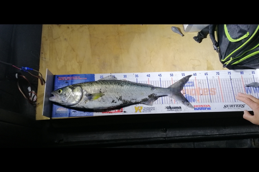 Shayne Mckenzie caught this 53.0cm Kahawai at New plymouth  during The Hirepool Baitmates Fishing Comp