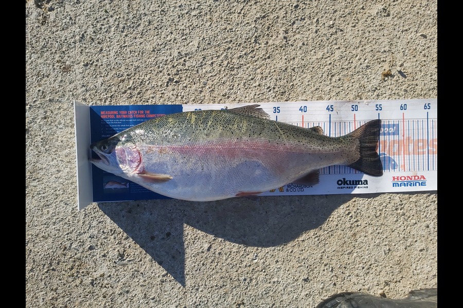 Brad Perry caught this 54.5cm Trout at Twizel  during The Hirepool Baitmates Fishing Comp