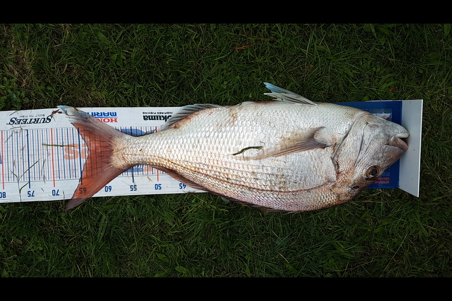 Jack Triplow caught this 63.5cm Snapper at Marlborough Sounds during The Hirepool Baitmates Fishing Comp
