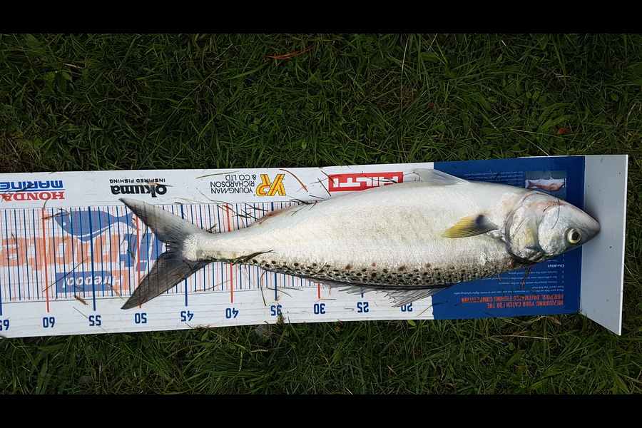 Jack Triplow caught this 46.5cm Kahawai at Marlborough Sounds during The Hirepool Baitmates Fishing Comp